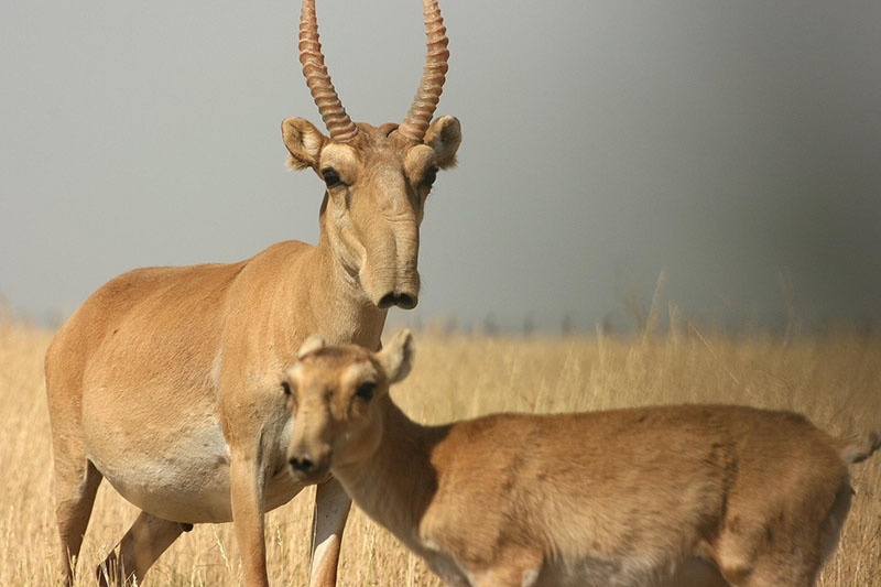 Antilope Africana Dalle Lunghe Corna gamatrina